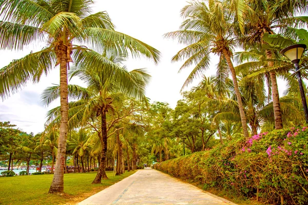 Aleya palms, tropikal Adası yakınlarında, birçok güzel yüksek palmiye ağaçları büyümek ve güzel ağaçlar gökyüzüne büyür. Asya — Stok fotoğraf