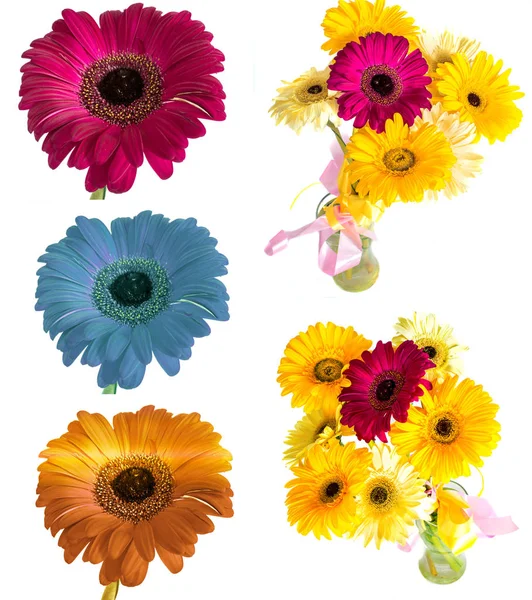 Lotes de grandes flores bonitas Gerbera sem fundo, Gerber em fundo isolado conjunto de cores . — Fotografia de Stock