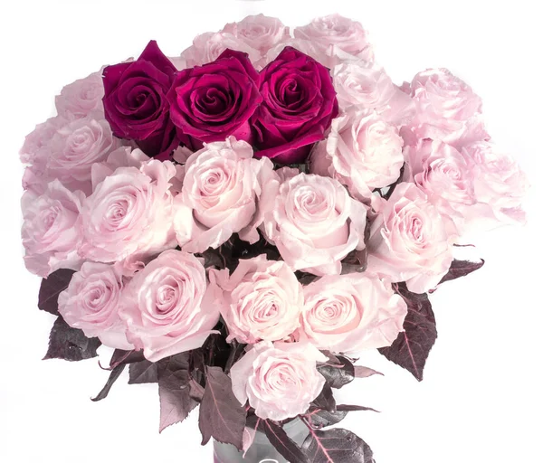 Rosas vermelhas em cores de fundo isoladas sem fundo, rosa suculenta brilhante , — Fotografia de Stock