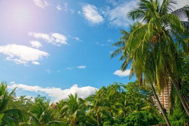 aleya palms, tropikal Adası yakınlarında, birçok güzel yüksek palmiye ağaçları büyümek ve güzel ağaçlar gökyüzüne büyür. Asya 