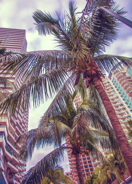 Tall skyscrapers, walkways and beautiful palm trees. Palm trees planted along the road, the tropics — Stock Photo, Image