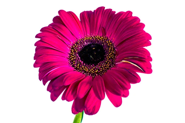 Grandes flores hermosas de Gerbera, Gerbera flores aísla. fondo blanco. Gerbera. —  Fotos de Stock