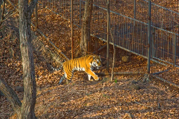 Tiger procházky podél plotu v Safari parku. Tygr amurský. — Stock fotografie