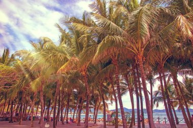 aleya palms, tropikal Adası yakınlarında, birçok güzel yüksek palmiye ağaçları büyümek ve güzel ağaçlar gökyüzüne büyür. Asya 