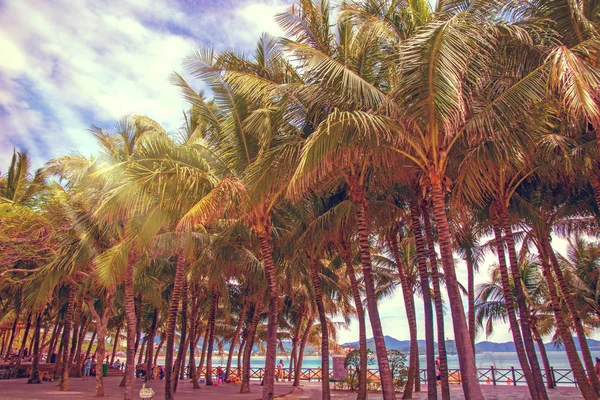 Aleya palms, tropikal Adası yakınlarında, birçok güzel yüksek palmiye ağaçları büyümek ve güzel ağaçlar gökyüzüne büyür. Asya — Stok fotoğraf