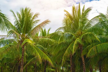 aleya palms, tropikal Adası yakınlarında, birçok güzel yüksek palmiye ağaçları büyümek ve güzel ağaçlar gökyüzüne büyür. Asya 