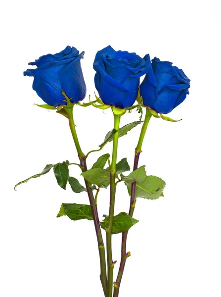 Grand beau bouquet de roses, fleurs rouges bleues blanches et vertes sur fond blanc, roses isolées . — Photo