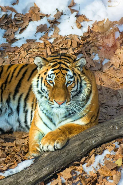 Grande tigre na neve, o belo, selvagem, gato listrado, em bosques abertos, olhando diretamente para nós . — Fotografia de Stock