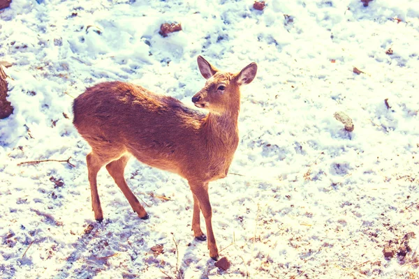 Beau cerf sur terre enneigée, jeune cerf nous regarde . — Photo