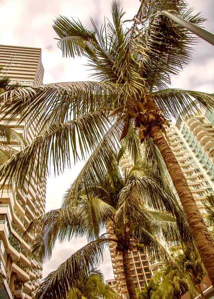 Vysoké mrakodrapy, chodníky a krásné palmy. Palmové stromy vysázeny podél silnice, v tropech — Stock fotografie