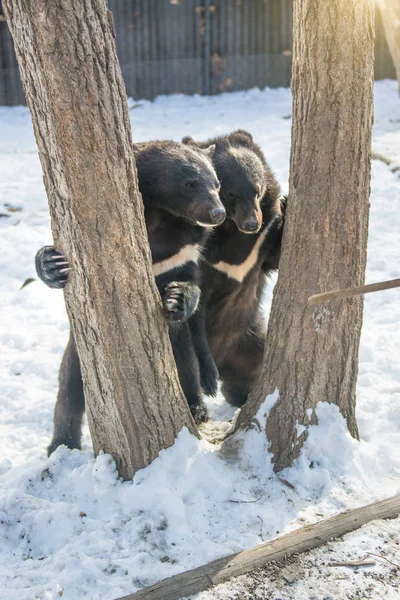 Dois urso filhotes jogar na neve, altas árvores e gay filhotes caindo . — Fotografia de Stock