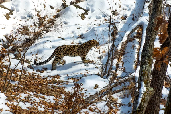 seaside Leopard, aggressive animal walks on snowy ground, big beautiful striped Leopard.