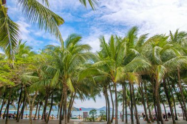aleya palms, tropikal Adası yakınlarında, birçok güzel yüksek palmiye ağaçları büyümek ve güzel ağaçlar gökyüzüne büyür. Asya 