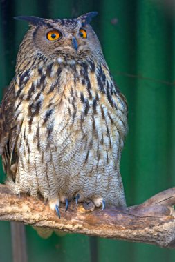 bir dal üzerinde oturan büyük güzel baykuş. fillerinışıldayan gözler.
