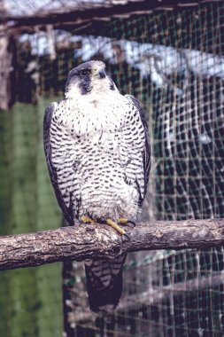 Peregrine Falcon, büyük güzel kartları, güçlü Hawk, vahşi bir yırtıcı kuş.