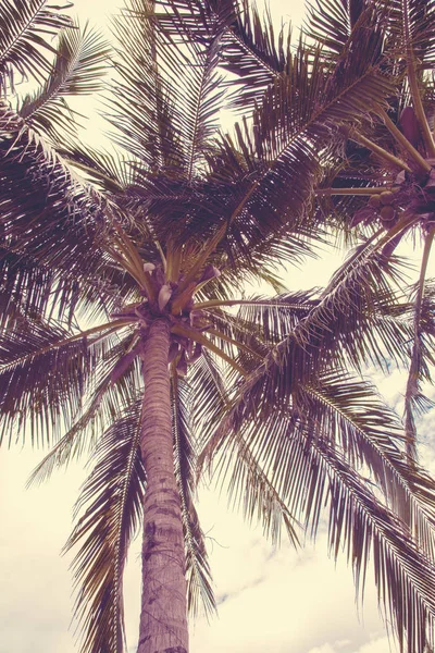 Alte, belle palme, cielo limpido, sabbia, tropici caldi . — Foto Stock