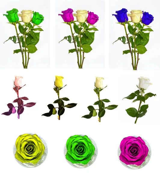 Muchas rosas hermosas sin fondo, flores Rosas aisladas en grandes números . — Foto de Stock