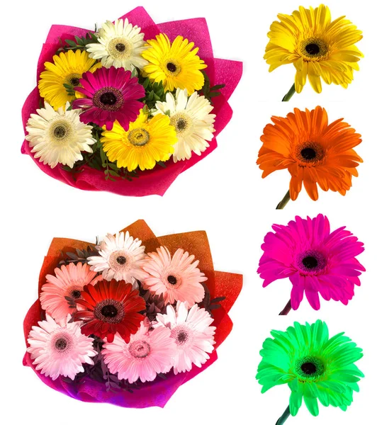 Lotes de grandes flores bonitas Gerbera sem fundo, Gerber em fundo isolado conjunto de cores . — Fotografia de Stock