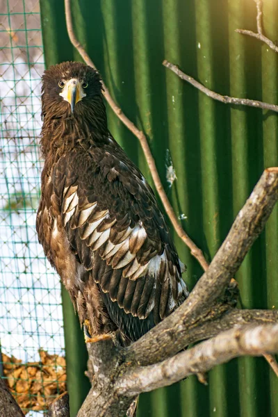 Seeadler, der schöne, große Greifvogel. heller, kräftiger Vogel. — Stockfoto