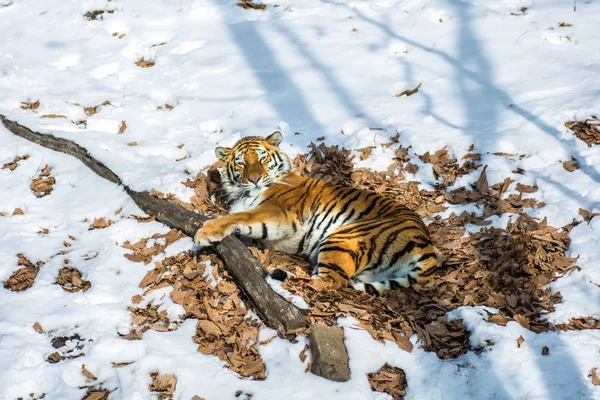 Tigre grande en la nieve, el hermoso, salvaje, gato rayado, en bosques abiertos, mirándonos directamente . — Foto de Stock