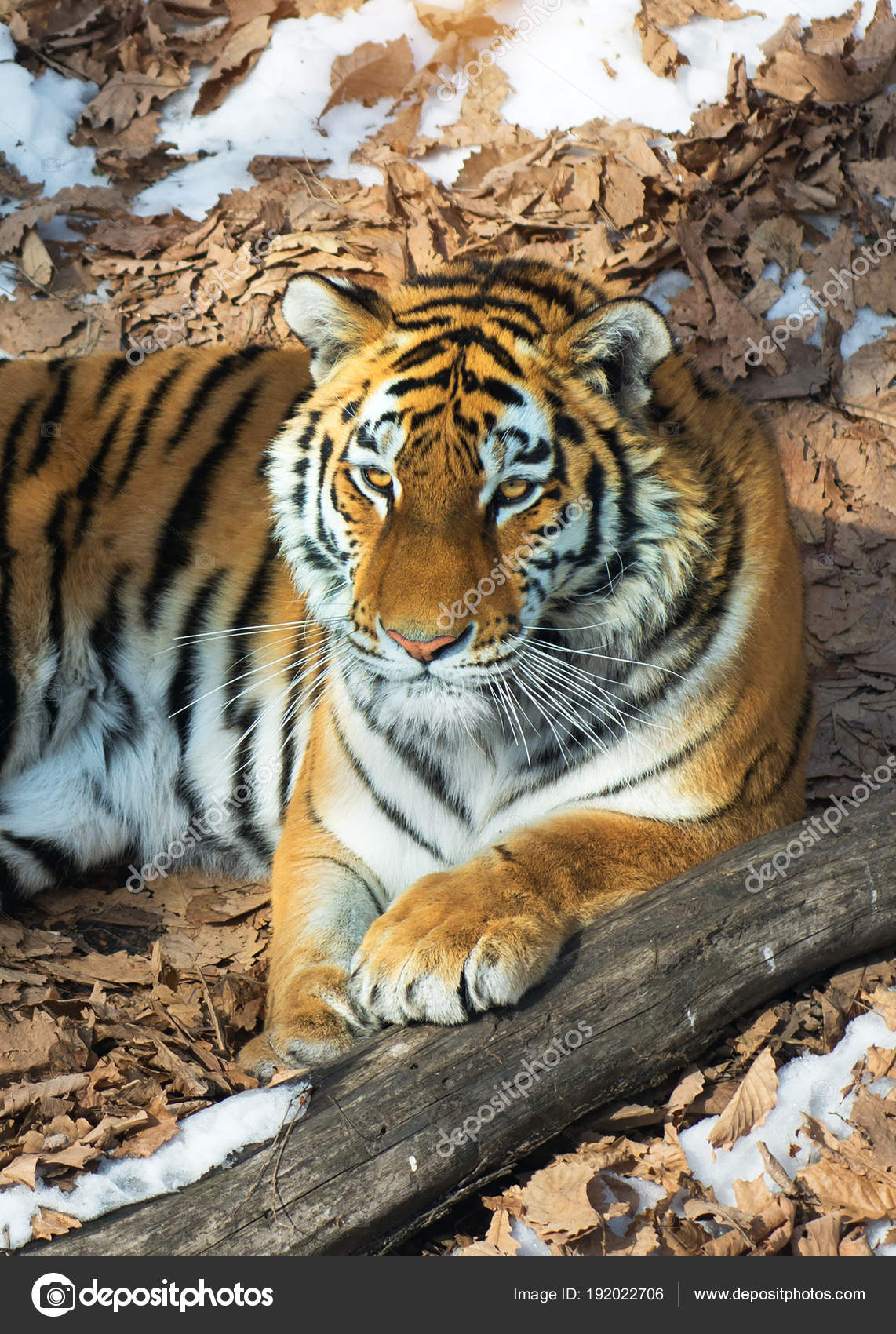 bosque de tigres que data de