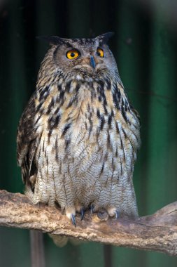 bir dal üzerinde oturan büyük güzel baykuş. fillerinışıldayan gözler.
