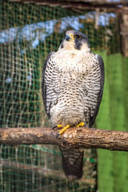Peregrine Falcon, büyük güzel kartları, güçlü Hawk, vahşi bir yırtıcı kuş.