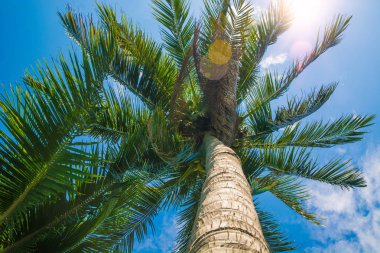 yüksek, güzel palmiye ağaçları, berrak gökyüzü, kum, sıcak tropik.