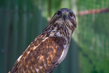   Peregrine Falcon bir dal üzerinde oturan ve doğrudan bize bakıyor. 