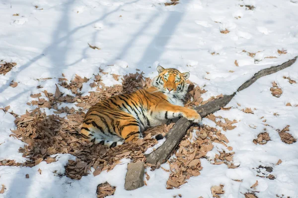 Grote tijger in de sneeuw, de mooie, wilde, gestreepte kat, in open bossen, op zoek direct bij ons. — Stockfoto