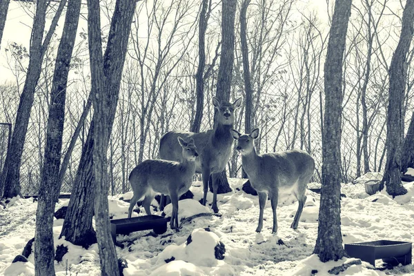 Belle famille de cerfs dans une forêt enneigée, une famille de cerfs et de faons , — Photo