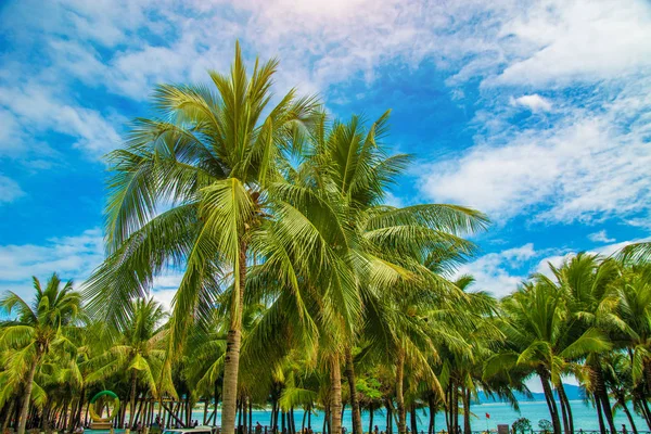 Muitas palmeiras altas bonitas crescem perto, as palmeiras de aleya, a ilha tropical e as árvores bonitas crescem ao céu. Ásia — Fotografia de Stock