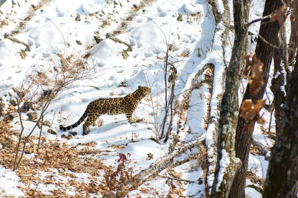 seaside Leopard, aggressive animal walks on snowy ground, big beautiful striped Leopard.