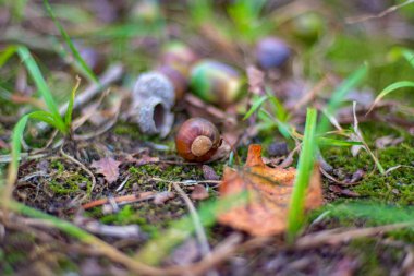 birçok güzel meşe palamutları meşe ağacının altında yere yalan.