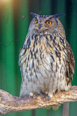 bir dal üzerinde oturan büyük güzel baykuş. fillerinışıldayan gözler.