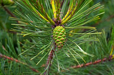 Pençeleri Noel ağaçları parlak renkli tomurcukları, güzel bir çam ormanı ile dekore edilmiştir. 