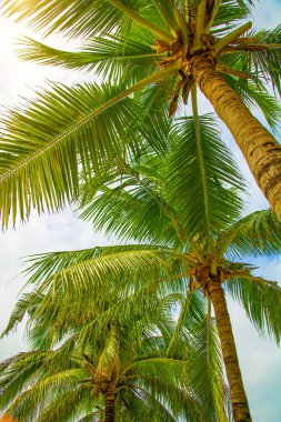 yüksek, güzel palmiye ağaçları, berrak gökyüzü, kum, sıcak tropik.