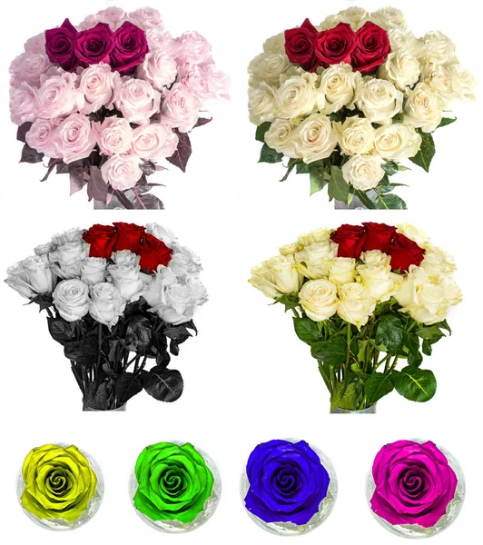 Wiele piękne róże bez tła, róże kwiaty na białym tle w dużych ilościach. — Zdjęcie stockowe