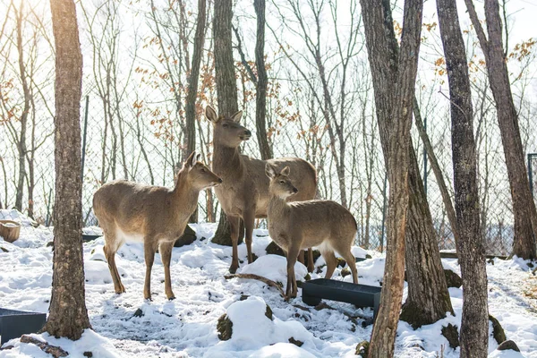 beautiful deer stand family in a snowy forest, a family of deer and fawns,
