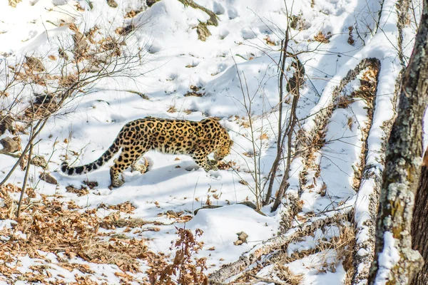 seaside Leopard, aggressive animal walks on snowy ground, big beautiful striped Leopard.