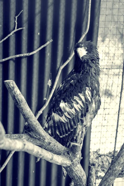 Seeadler, der schöne, große Greifvogel. heller, kräftiger Vogel. — Stockfoto