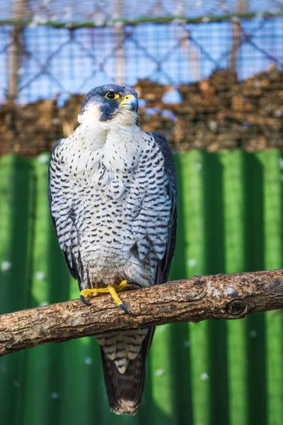 Peregrine Falcon, um grande cartão bonito, Falcão forte, ave de rapina na natureza . — Fotografia de Stock