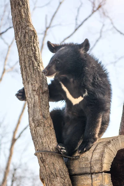 Dois urso filhotes jogar na neve, altas árvores e gay filhotes caindo . — Fotografia de Stock