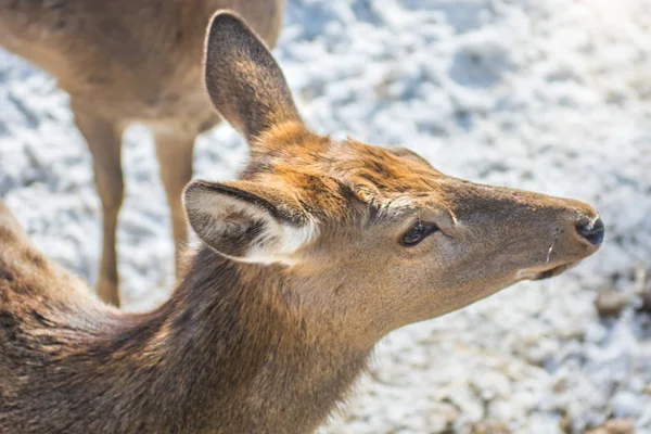 Beau cerf sur terre enneigée, jeune cerf nous regarde . — Photo