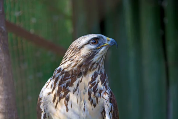 Peregrine Falcon sentado em um galho e olhando diretamente para nós . — Fotografia de Stock