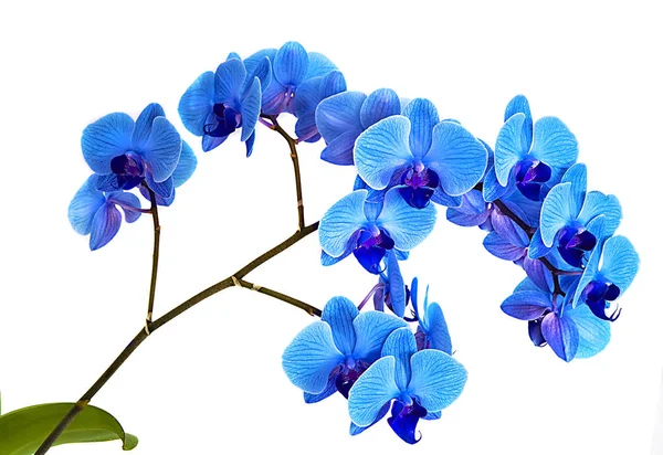 Bela orquídea azul sem fundo, flores azuis brilhantes da orquídea em um fundo branco . — Fotografia de Stock