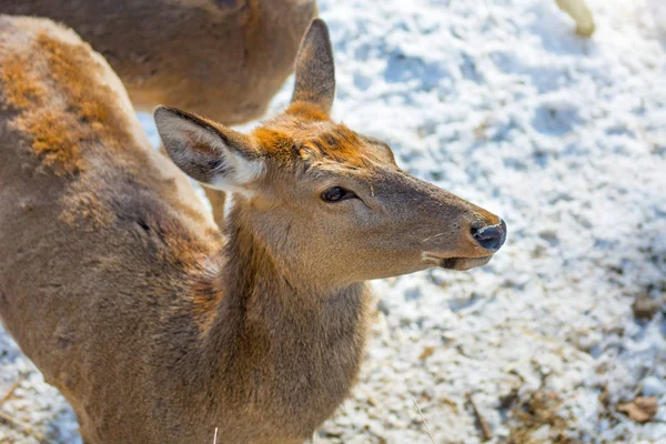 Beau cerf sur terre enneigée, jeune cerf nous regarde . — Photo