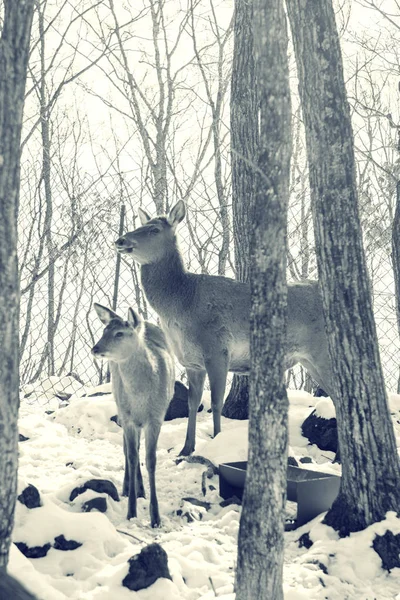 Belle famille de cerfs dans une forêt enneigée, une famille de cerfs et de faons , — Photo