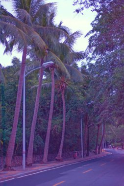 aleya palms, tropikal Adası yakınlarında, birçok güzel yüksek palmiye ağaçları büyümek ve güzel ağaçlar gökyüzüne büyür. Asya 