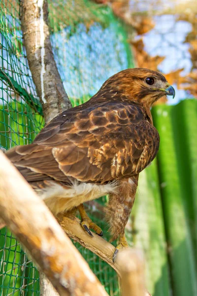 Wanderfalke sitzt auf einem Ast und blickt uns direkt an. — Stockfoto